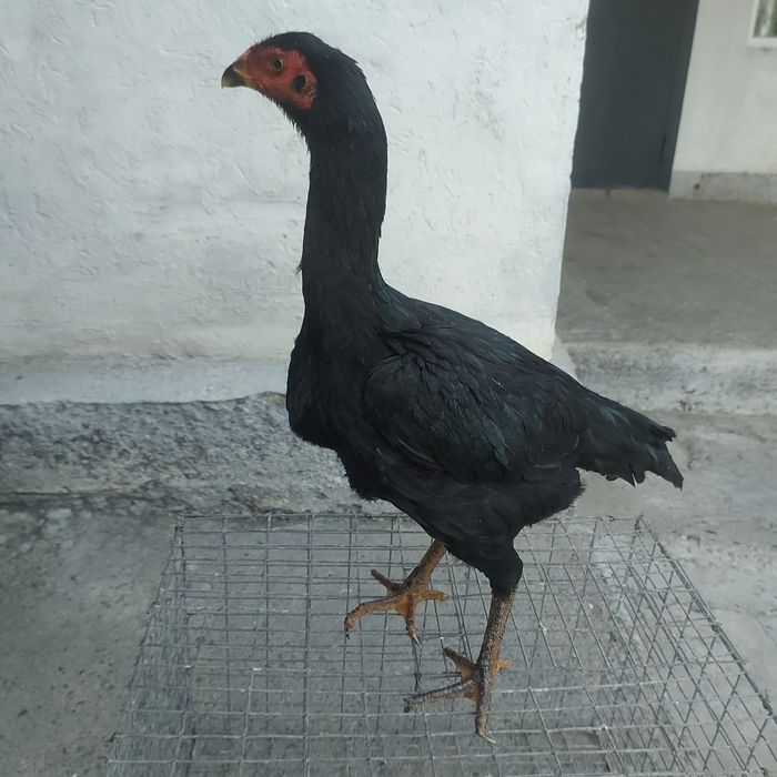 Ветнам ганой  джужа