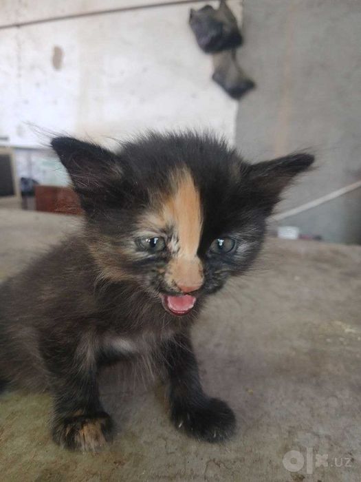 Отдам котят в добрые руки