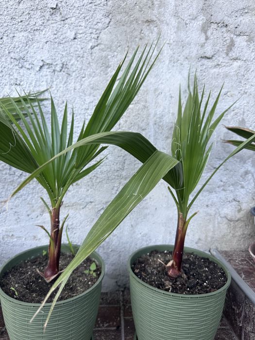 Palmieri decorativi
