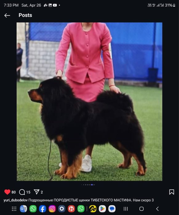 Тибетский мастиф