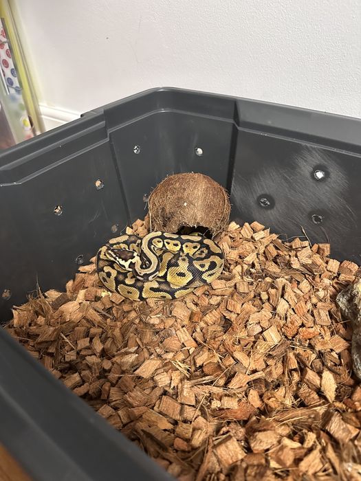 Vand sarpe piton regal