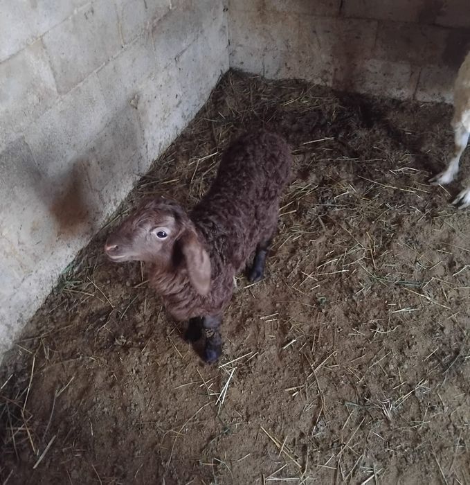 Сатамын ,продам!