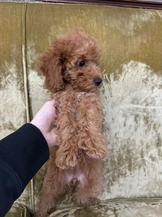 Щенок девочка ищет любящую семь