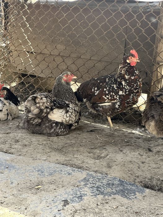 Gaini si cocosi de vanzare