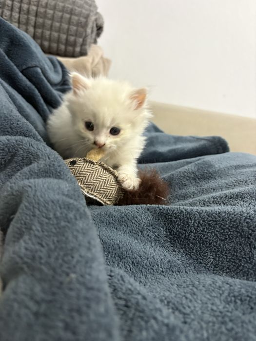 Персийски котенца