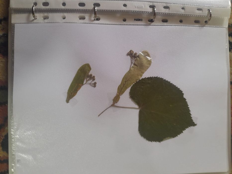 Ierbar școlar 40 plante