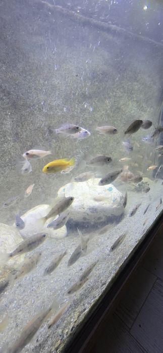 Ciclide africane malawi aulonocara mbuna firefish