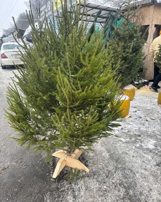 Новогодняя живая ель купить в Алматы/ Елка живая С ДОСТАВКОЙ: 12 000 тг ...