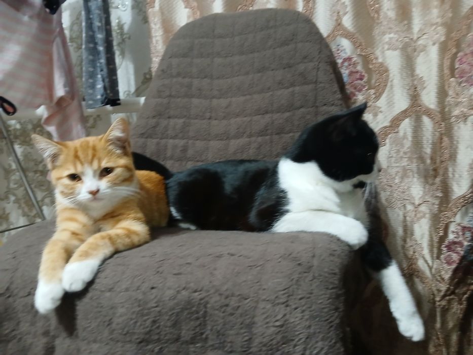 продам котов британских
