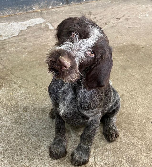 Vând cățel brac german