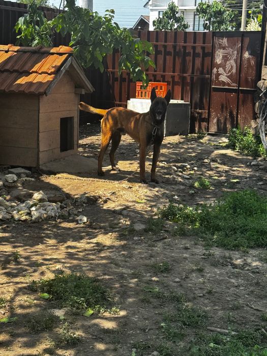 Малиноа Белгийска овчарка