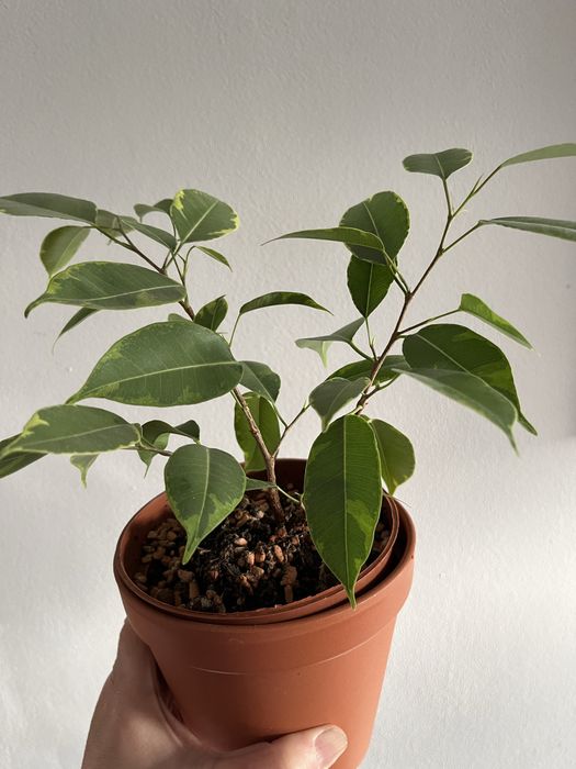 Фикус Бенджамина Реджинальд