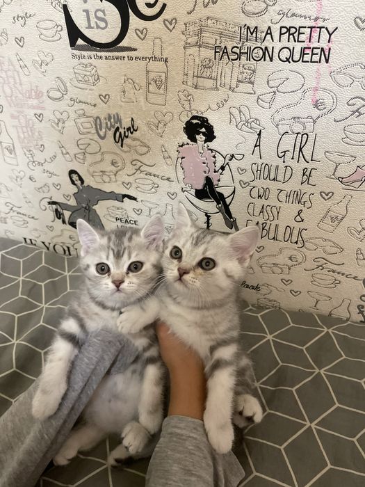 Шотландские котята