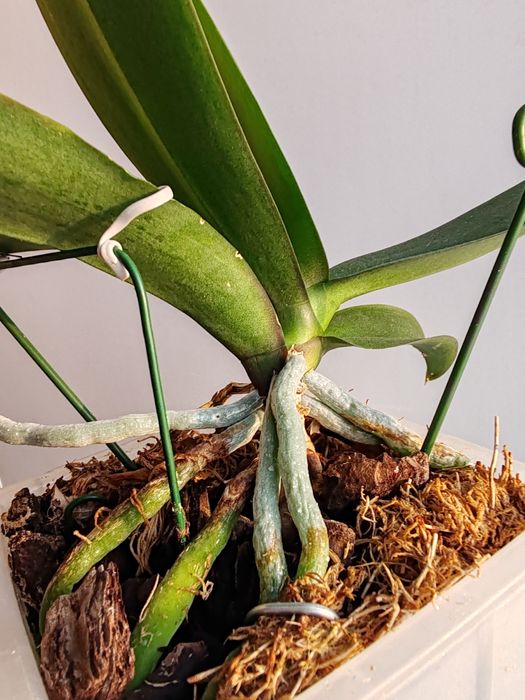 Орхидея фаленопсис