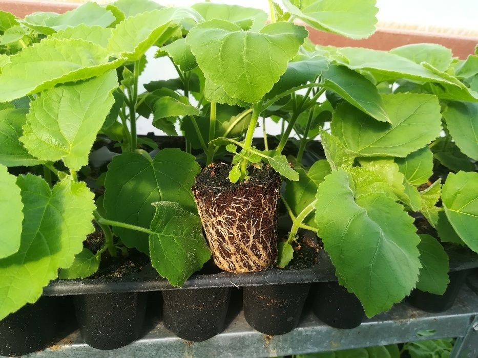 Butasi paulownia shantong