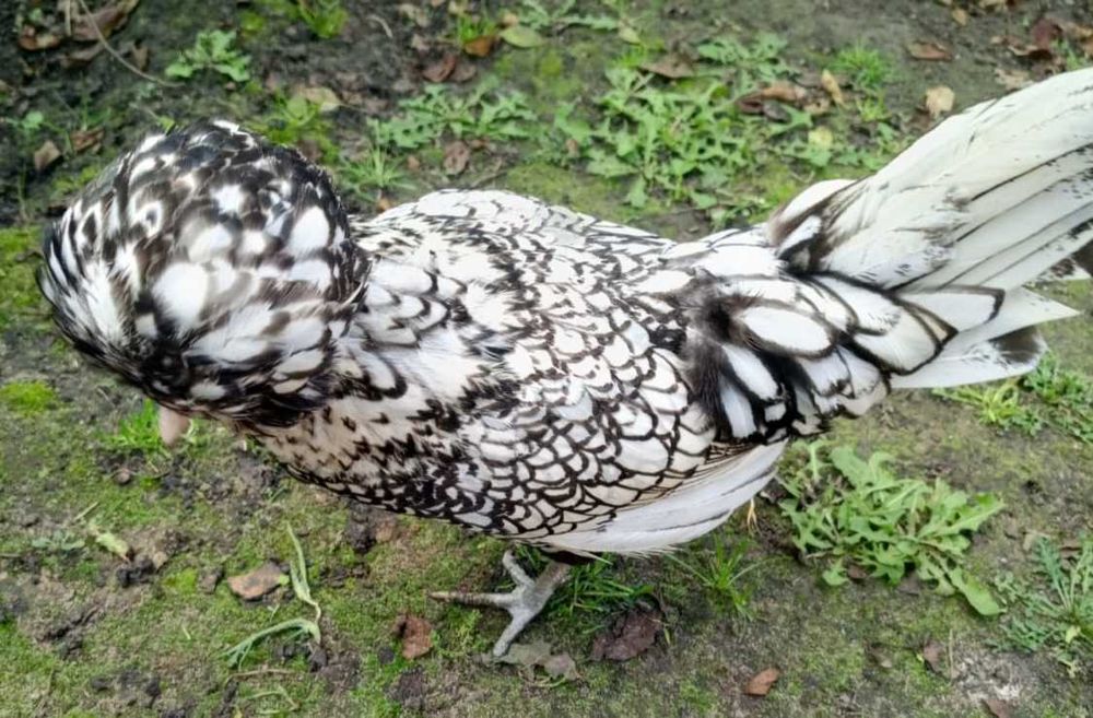 Инкубационное яйцо