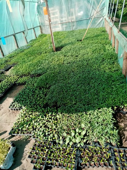 Vând Rasaduri de Legme