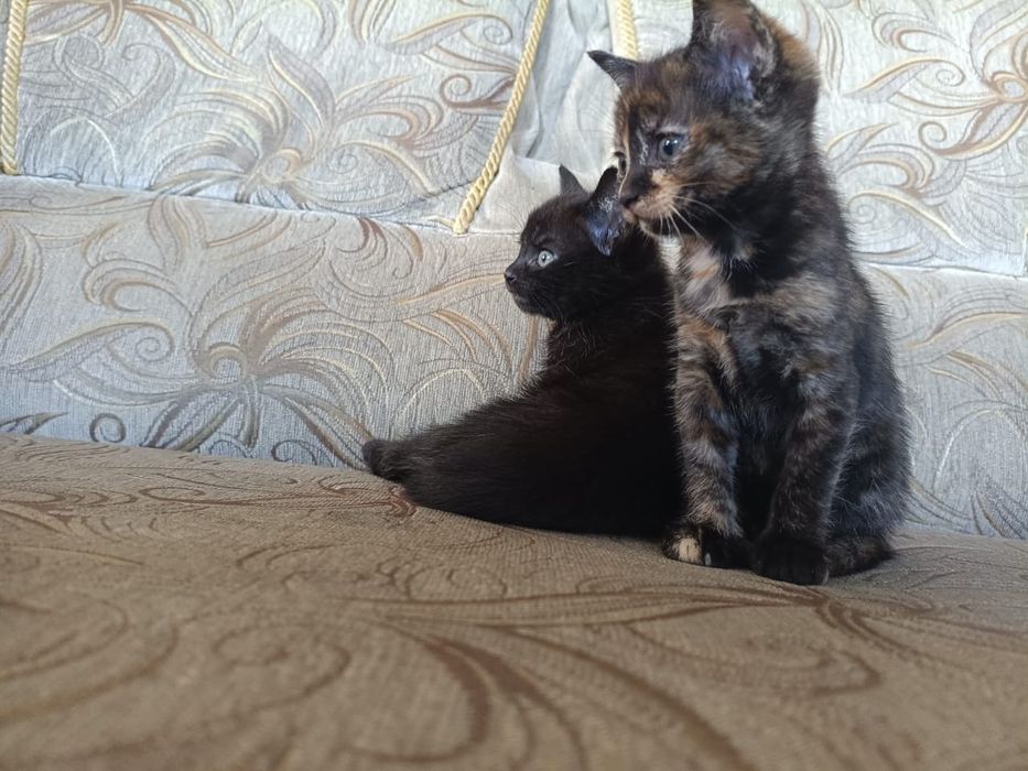 Отдам в добрые руки