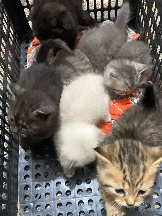 Scottish fold straty