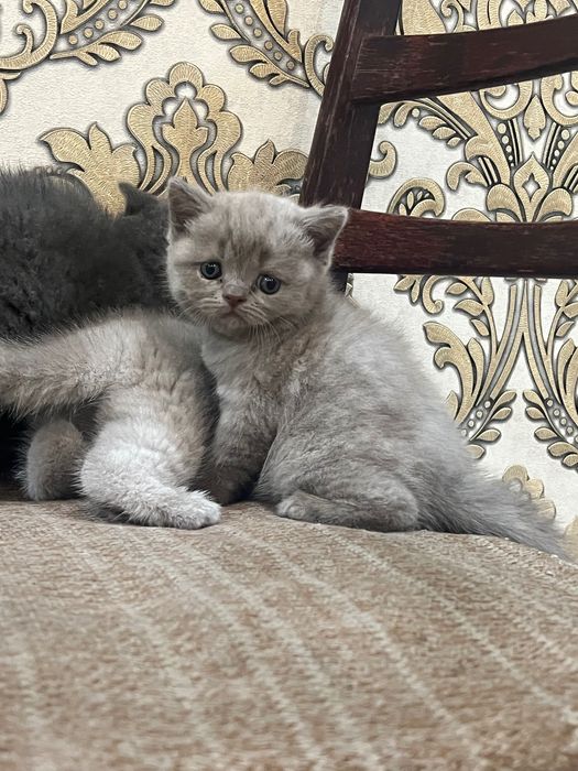 Кошка Скоттиш Страйт