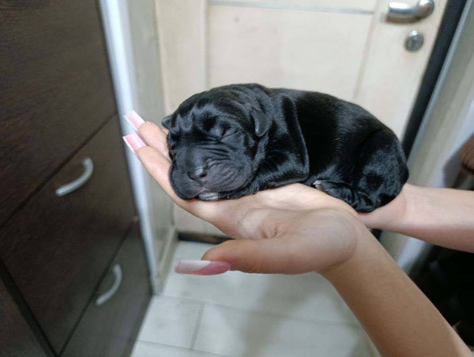 Кане Корсо продается