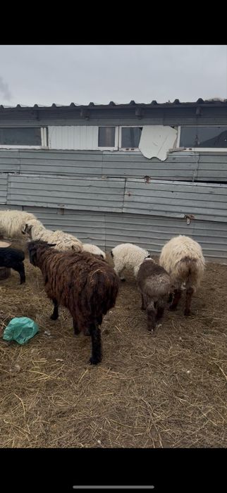 Продам бараны оптом