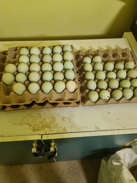 Lakenza tovuq tuhumlari