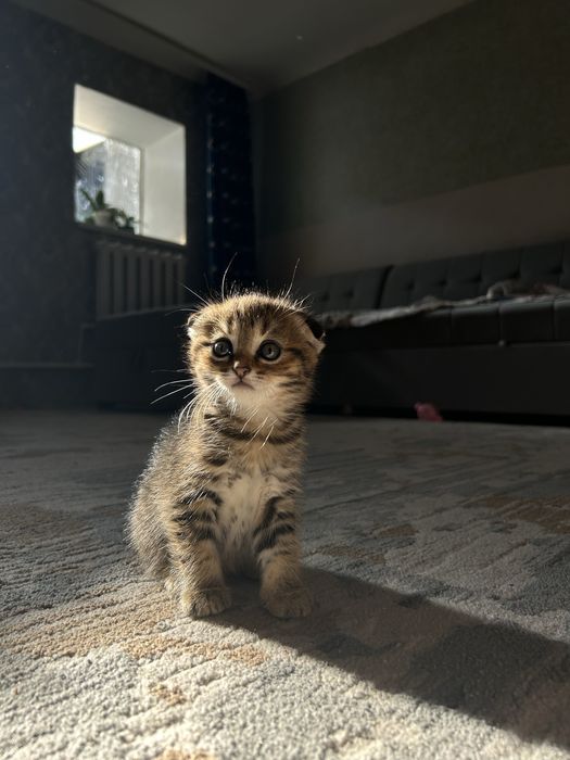 Продам котенка мальчика