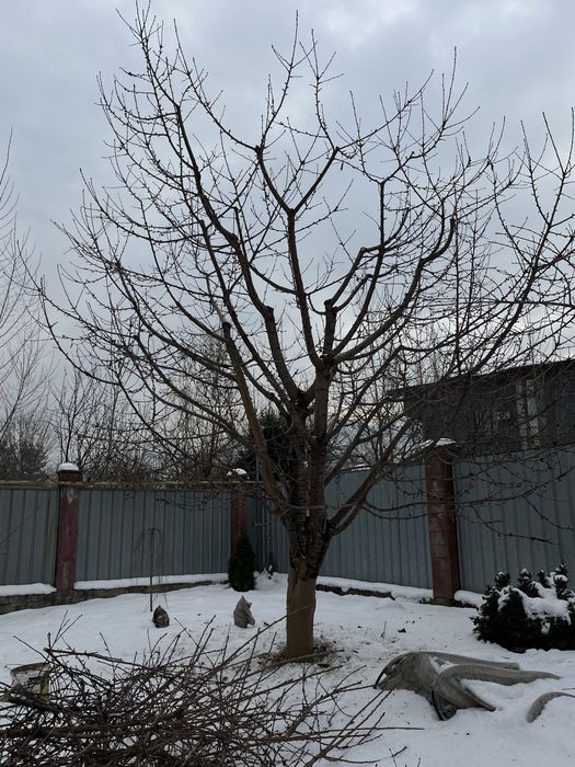 Обрезка деревьев