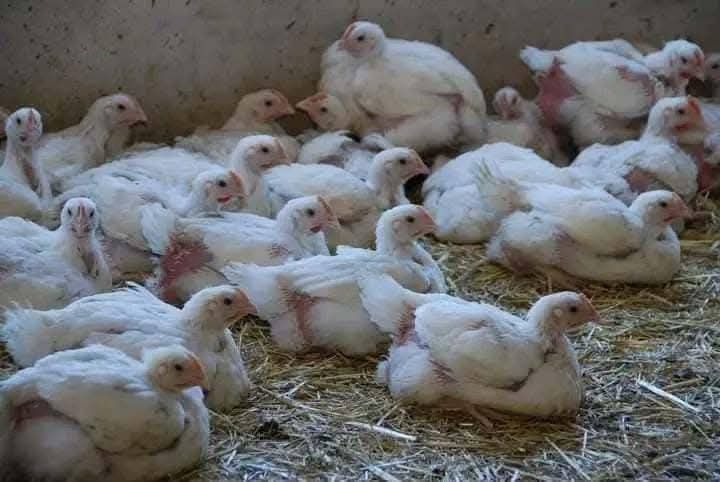 Pui albi de carne și pui rasa mixta