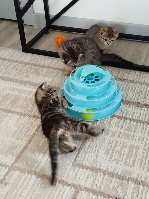 Шотландские котята