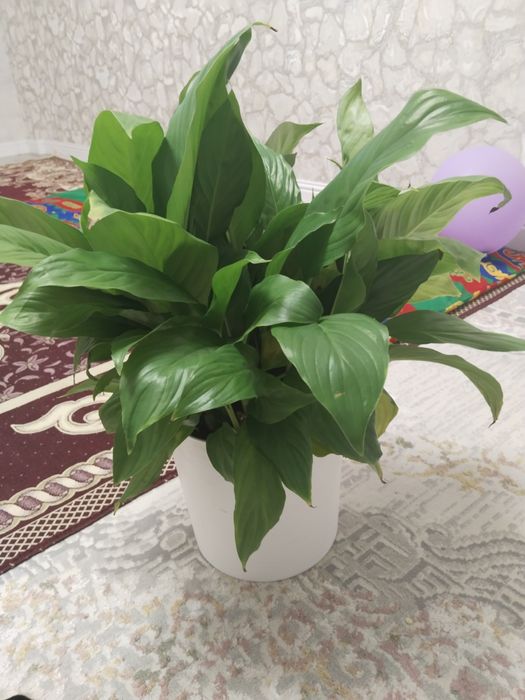 Продам,Сатам Гулдер ,отросклерде бар.