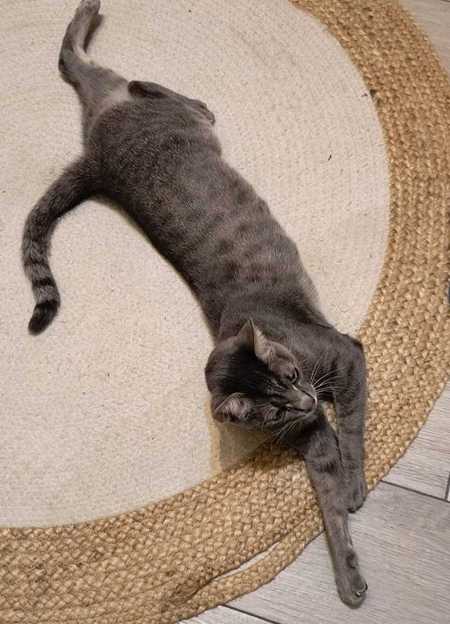 Urgent - Dora 1,5ani - Gata educata si cu obiectele ei personale