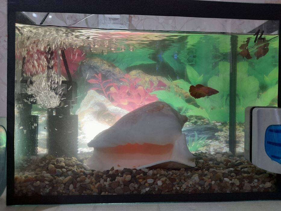 Akvarium Baliqlar