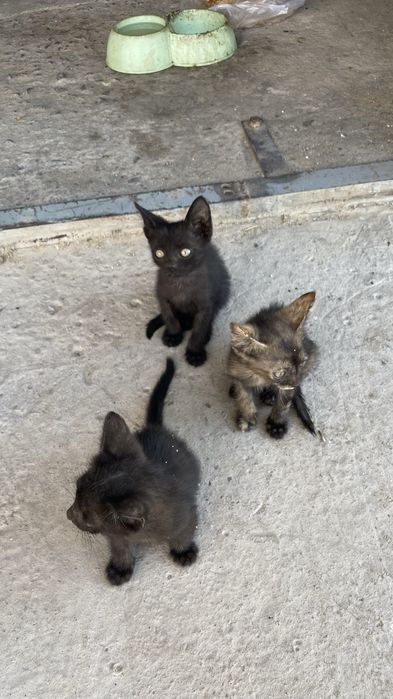Мысық, марғау, кот, котенок, кошки