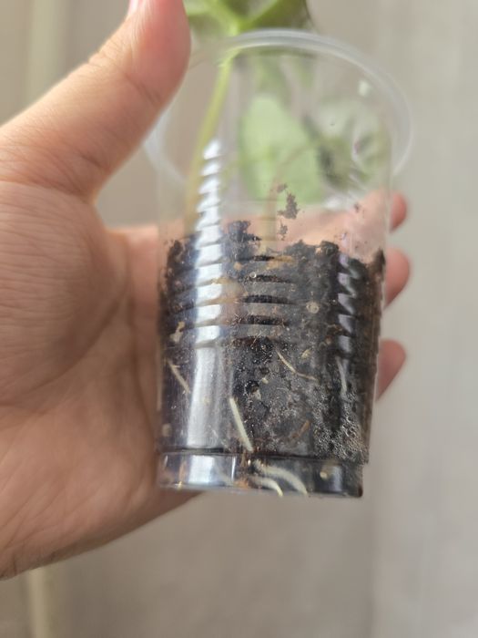 Детки алоказий Полли и Драгон скейл