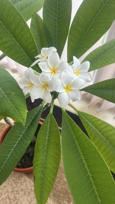 Плумерия/ Plumeria tree