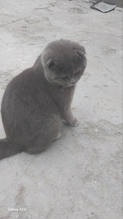 Мушук сотилади 1ёшда