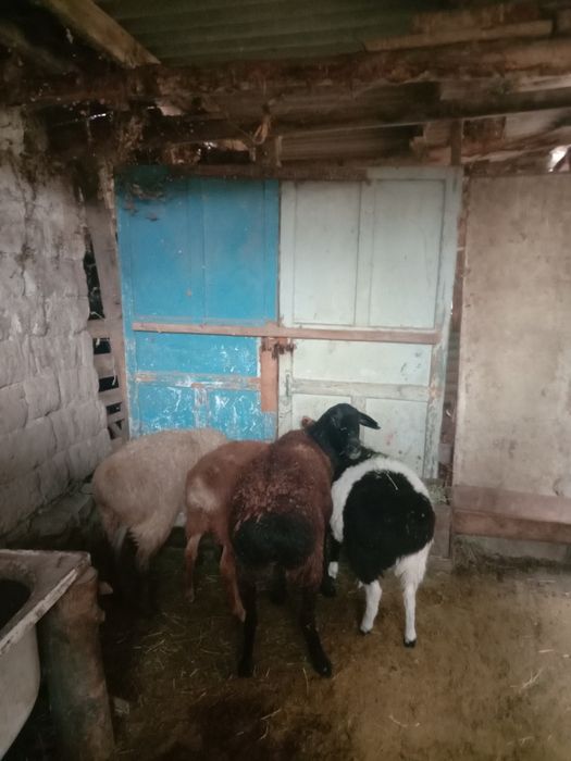 Тұсақ буаз Тоқтылар