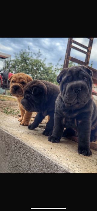 Pui câine   SharPei