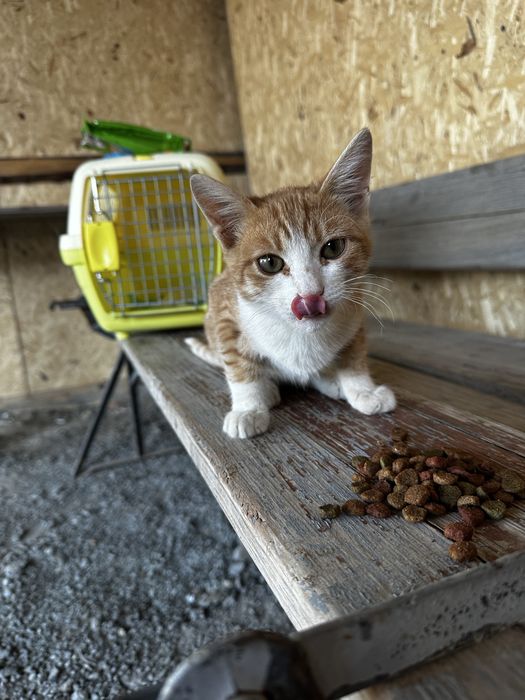 Котенок мальчик 3 месяца