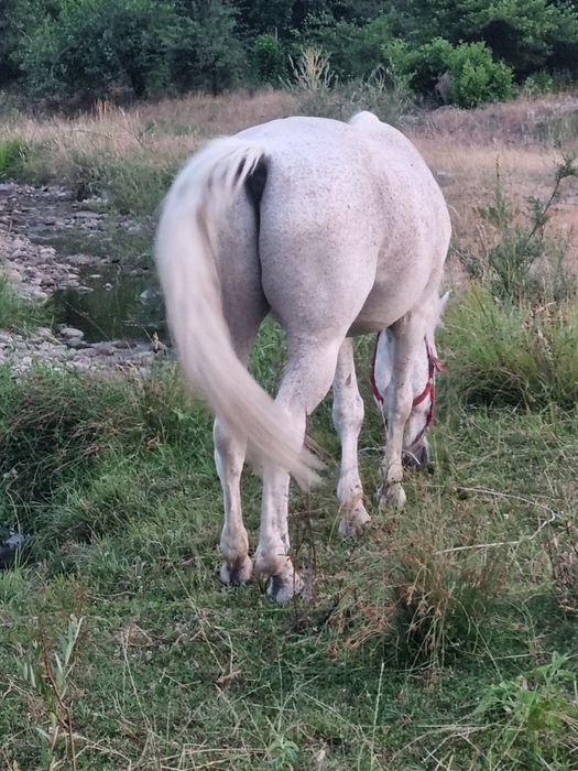 Vând cal în vârstă de 12 ani