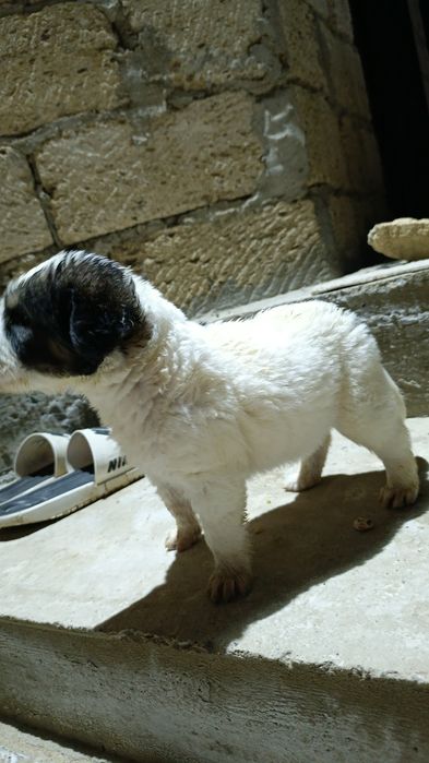 Алабай күшік сатылады. Ұрғашы.