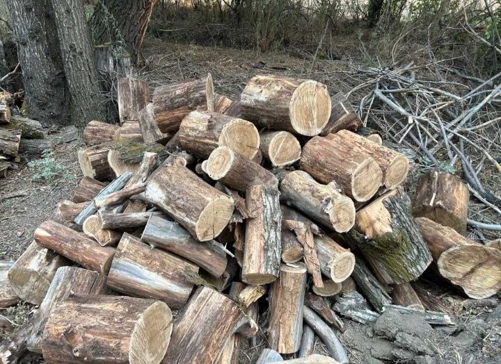 Продам дрова , карагач