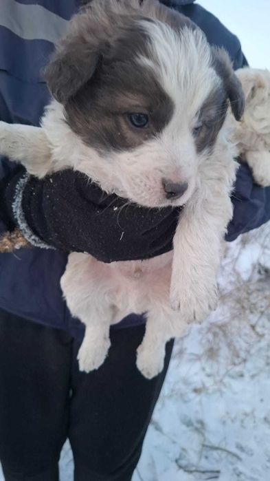 Отдам щенков в хорошие руки