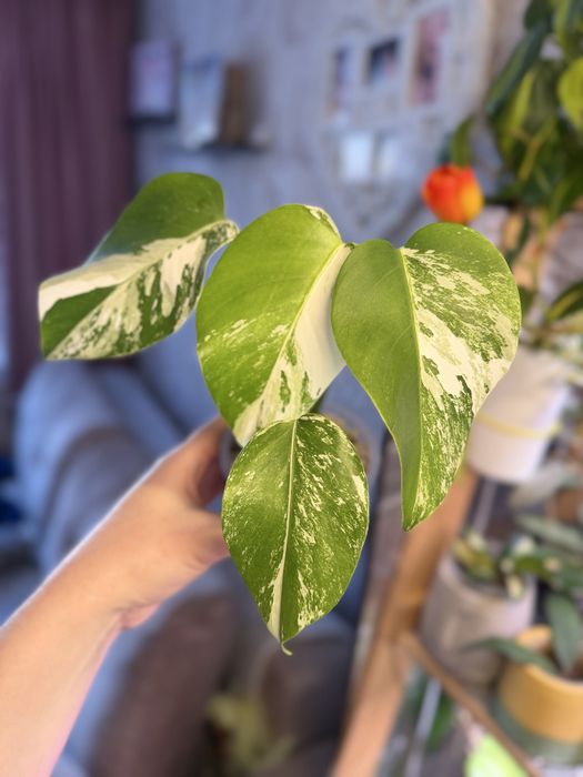 Продам комнатные растения