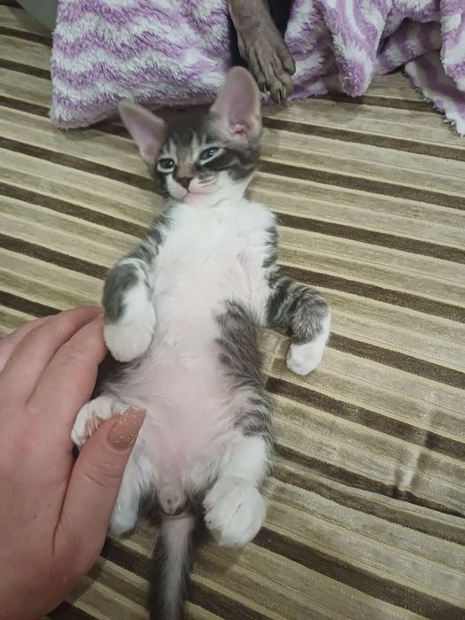 Катята канадский  сфинкс  браш