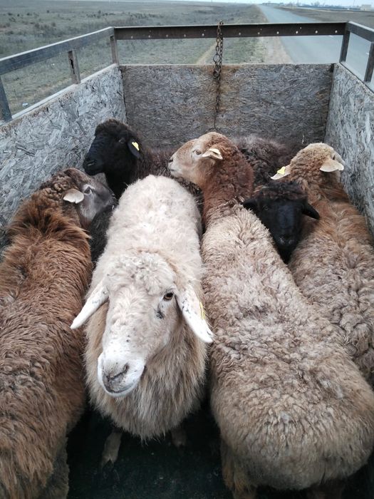 Продам баран, қой сатамын