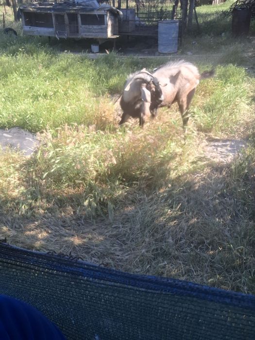 Tap angolo de vanzare sau schimb