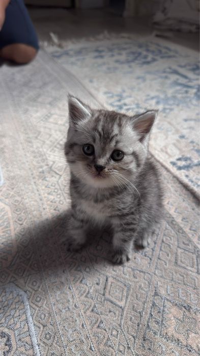 продается котенок